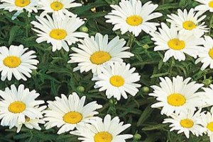 Leucanthemum maximum ´Silver Princess´
